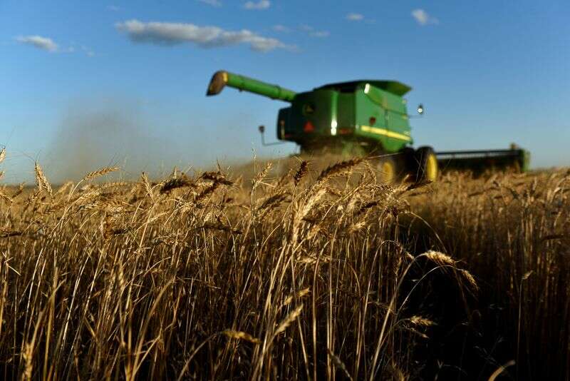 U.S. biały plantatorów pszenicy gotówki w Chinach snaps dostaw Reuters