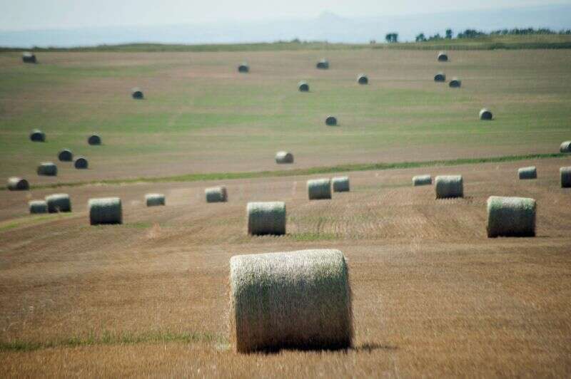 Nerwowy północnoamerykańskich rolników zestaw do \”nasion w wierze\” w spieczone gleby Reuters