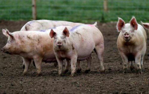 Speichern Sie unseren Speck, britische Landwirte Nachfrage als Schwein cull Webstühle von Reuters