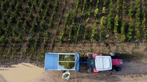 UE do rozszerzenia wsparcia na sektorów wina, owoców i warzyw przez Reuters