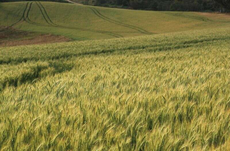 Kolumna: Nagraj pszenica, uprawy kukurydziane bojowe World Supply Squeeze inaczej przez Reuters